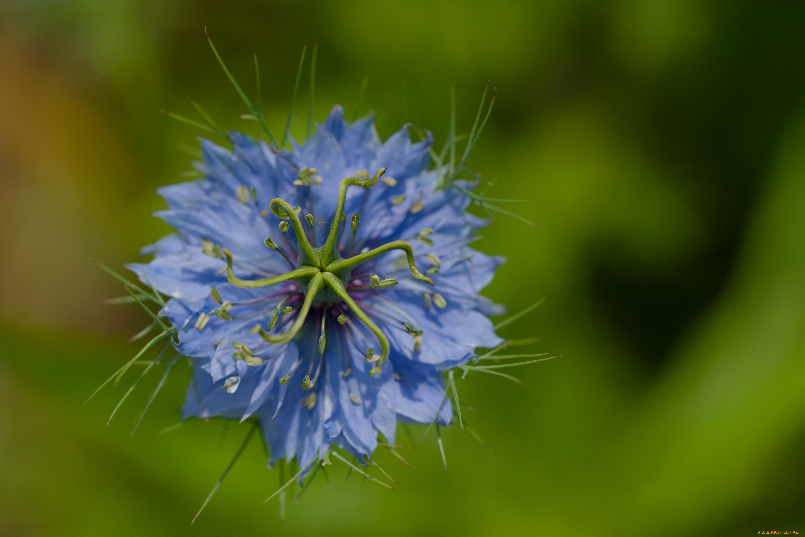 �����, �������, �������, �����